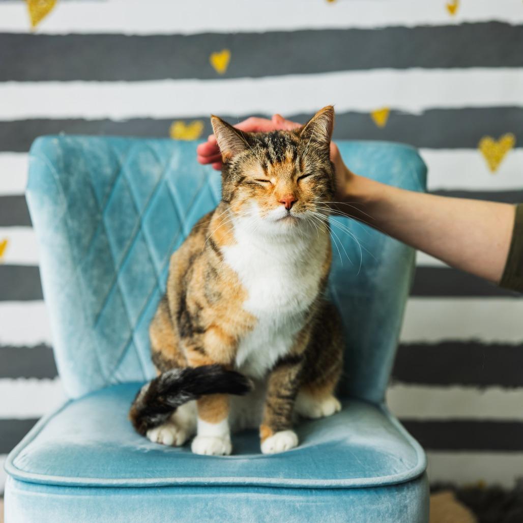 Enlarge Jackie Blue, a Adoptable Domestic Short Hair in St. Paul, MN image 1/4