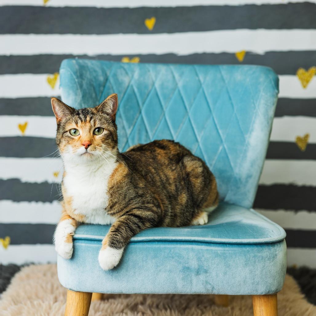 Enlarge Jackie Blue, a Adoptable Domestic Short Hair in St. Paul, MN image 3/4