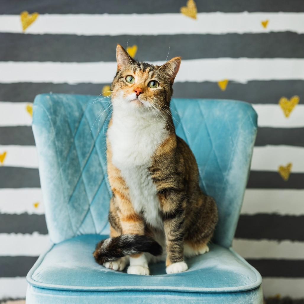 Enlarge Jackie Blue, a Adoptable Domestic Short Hair in St. Paul, MN image 4/4