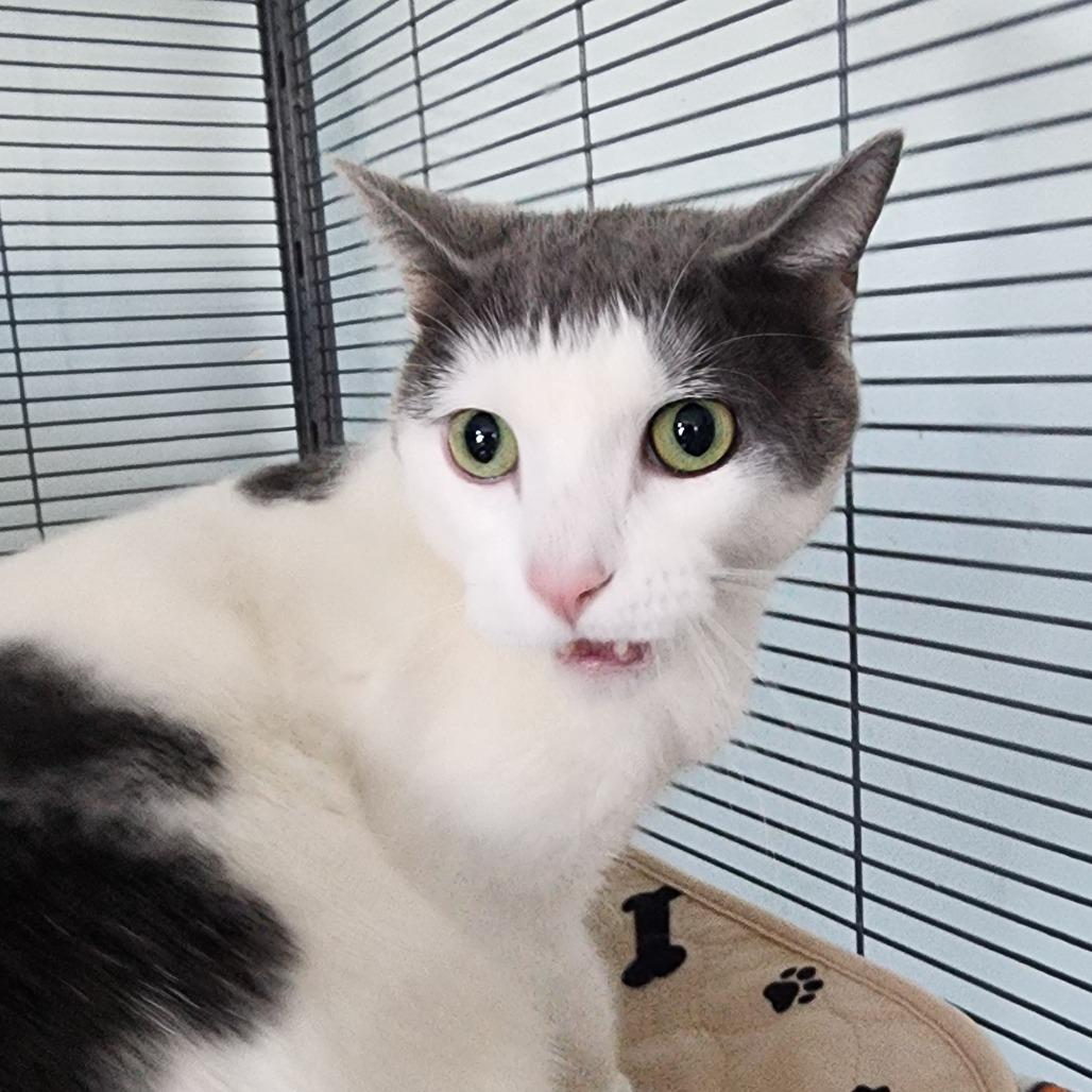 Enlarge Pillsbury Doughboy (25-11402), a Adoptable Domestic Short Hair in Fort Smith, AR image 1/1