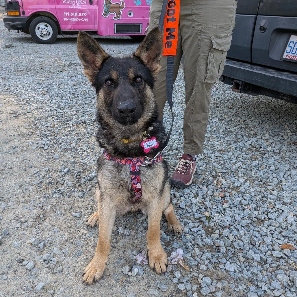 Sunny, Adoptable, Young Female Shepherd.