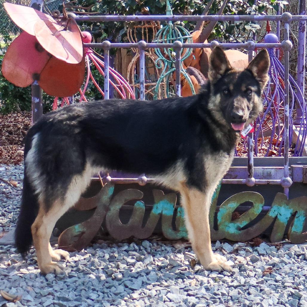 Enlarge Sunny, a Adoptable Shepherd in Wake Forest, NC image 2/6