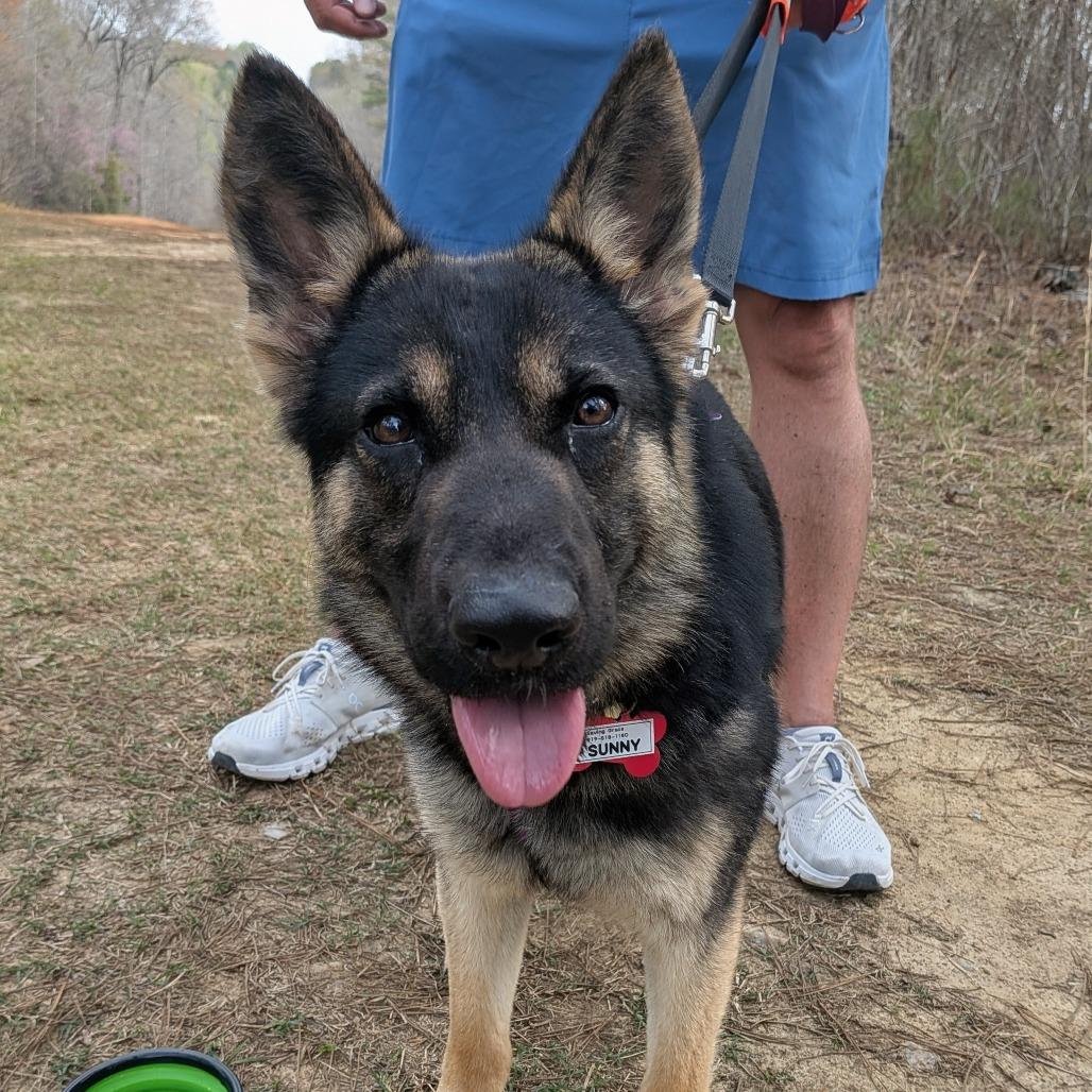 Enlarge Sunny, a Adoptable Shepherd in Wake Forest, NC image 4/6