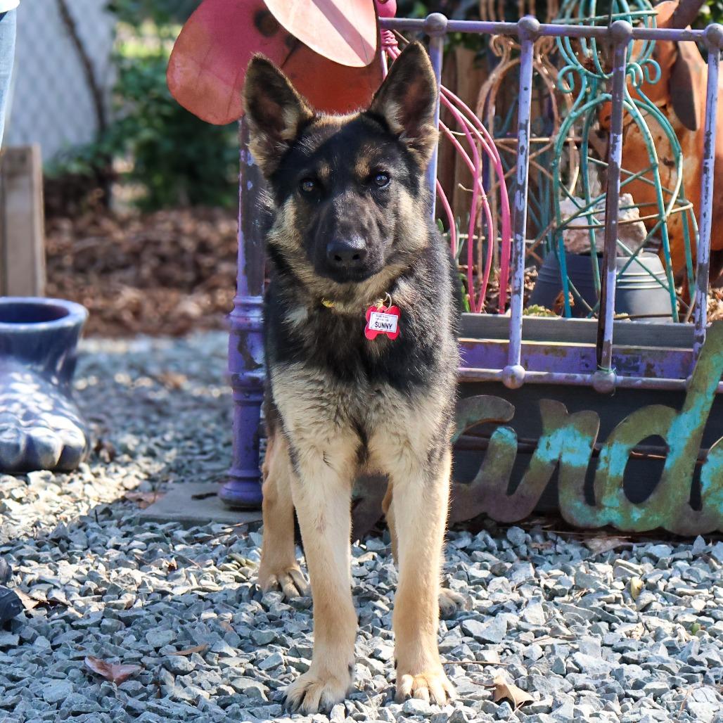 Enlarge Sunny, a Adoptable Shepherd in Wake Forest, NC image 5/6