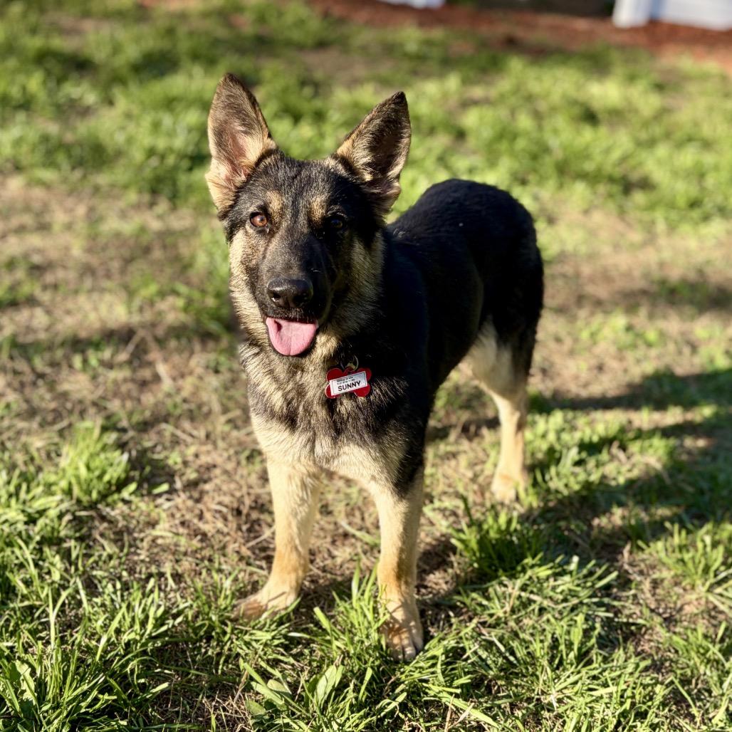 Enlarge Sunny, a Adoptable Shepherd in Wake Forest, NC image 6/6