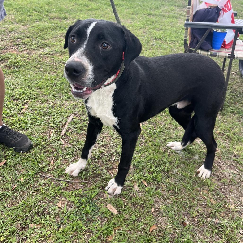 Ruben, Adoptable, Adult Male Labrador Retriever.