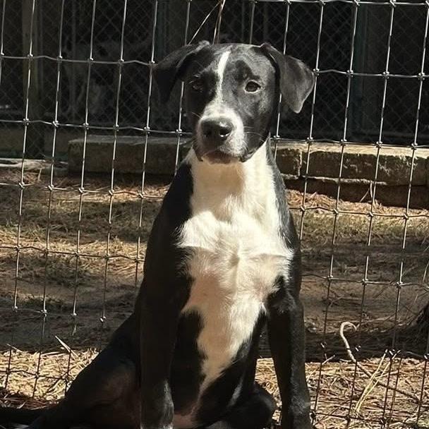 Enlarge Ruben, a Adoptable mixed breed in Palestine, TX image 1/4