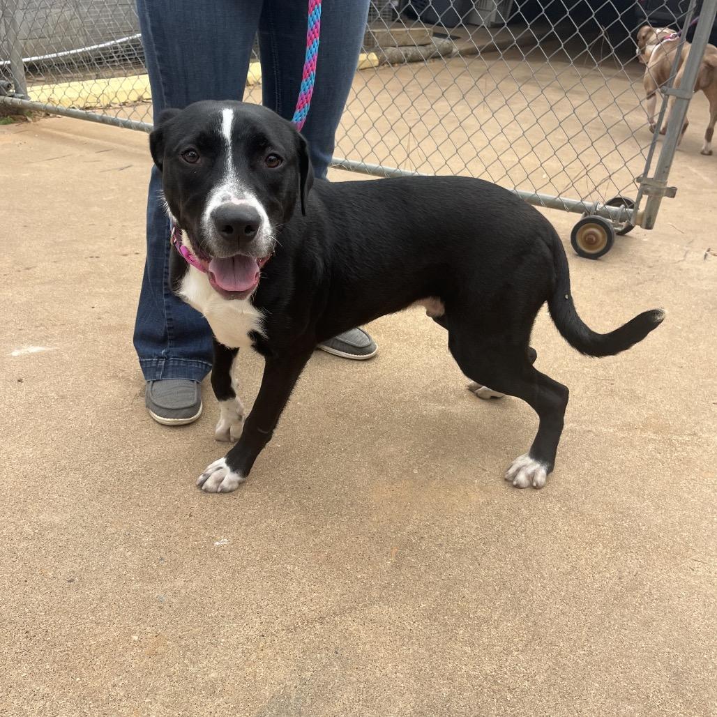 Enlarge Ruben, a Adoptable mixed breed in Palestine, TX image 2/4
