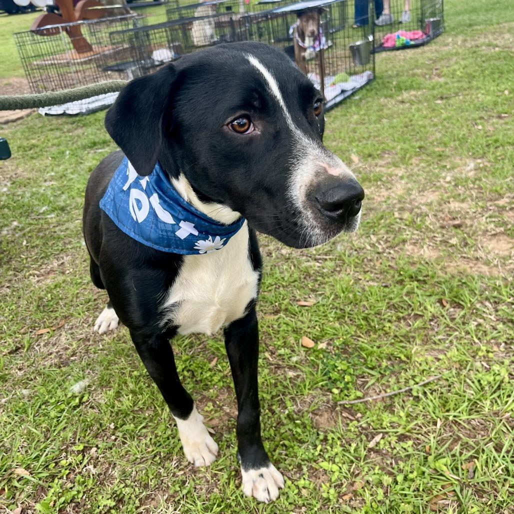 Enlarge Ruben, a Adoptable mixed breed in Palestine, TX image 4/6