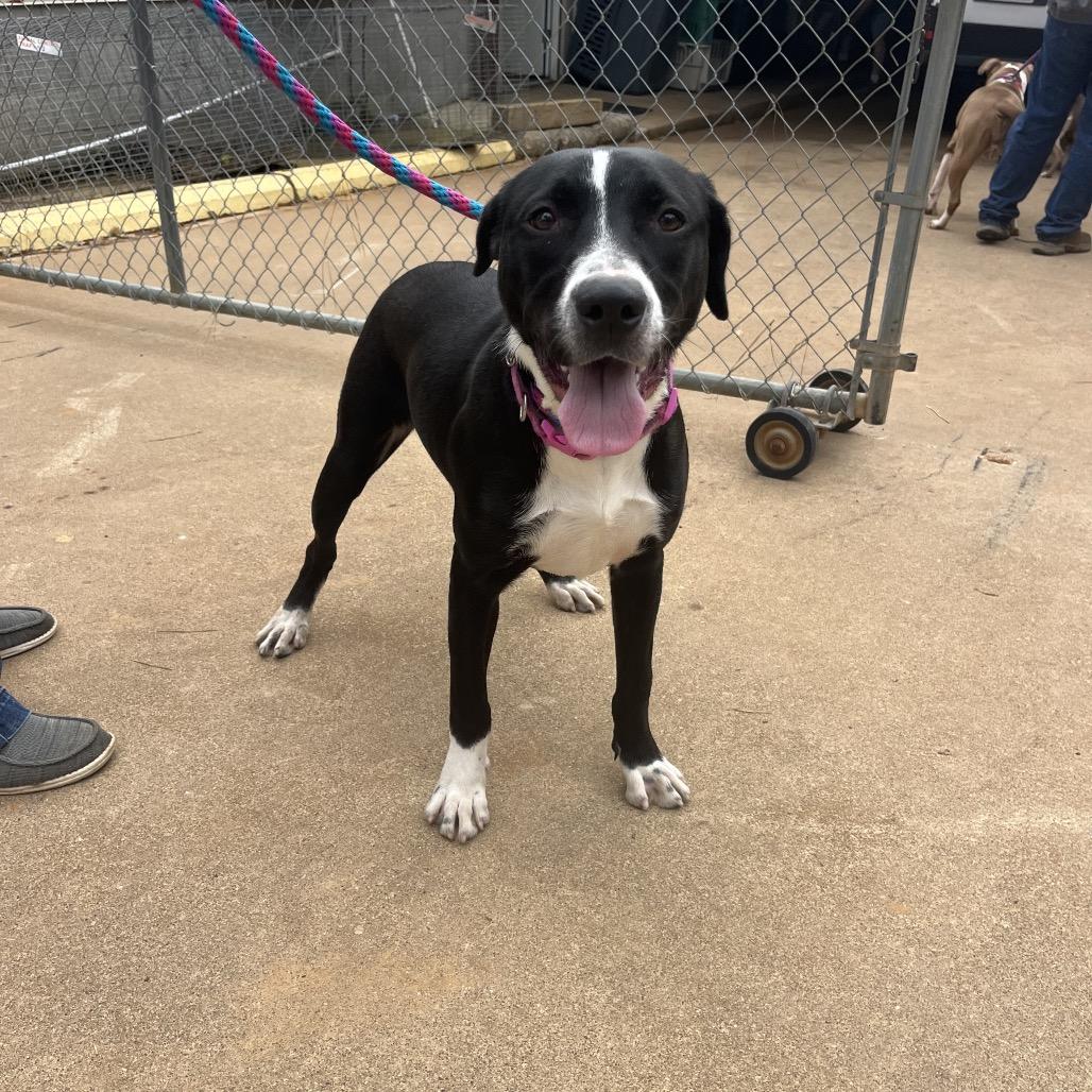 Enlarge Ruben, a Adoptable mixed breed in Palestine, TX image 3/4