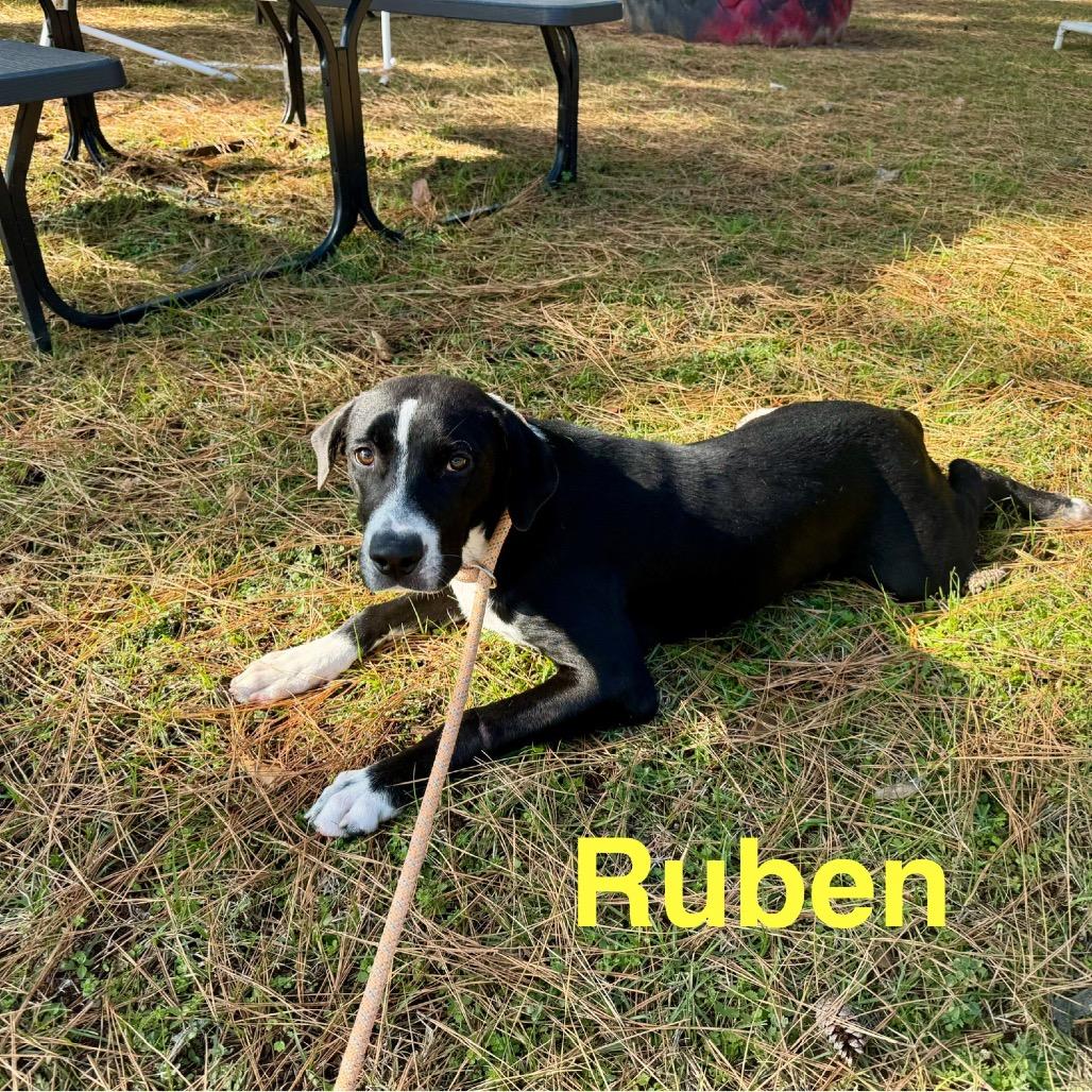 Enlarge Ruben, a Adoptable mixed breed in Palestine, TX image 4/4