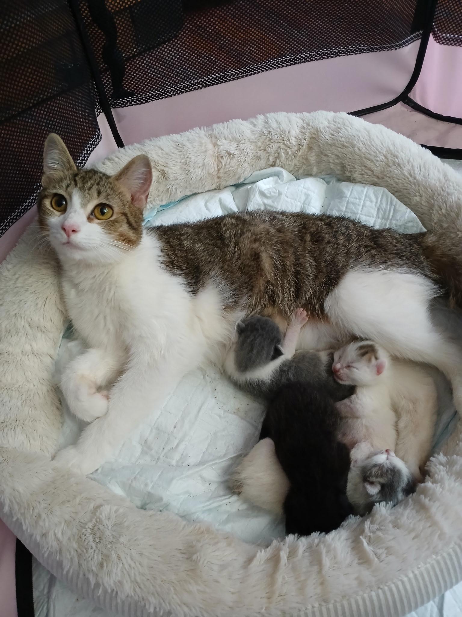 Enlarge Blossom, a Adopted Domestic Short Hair in Norwalk, OH image 4/6