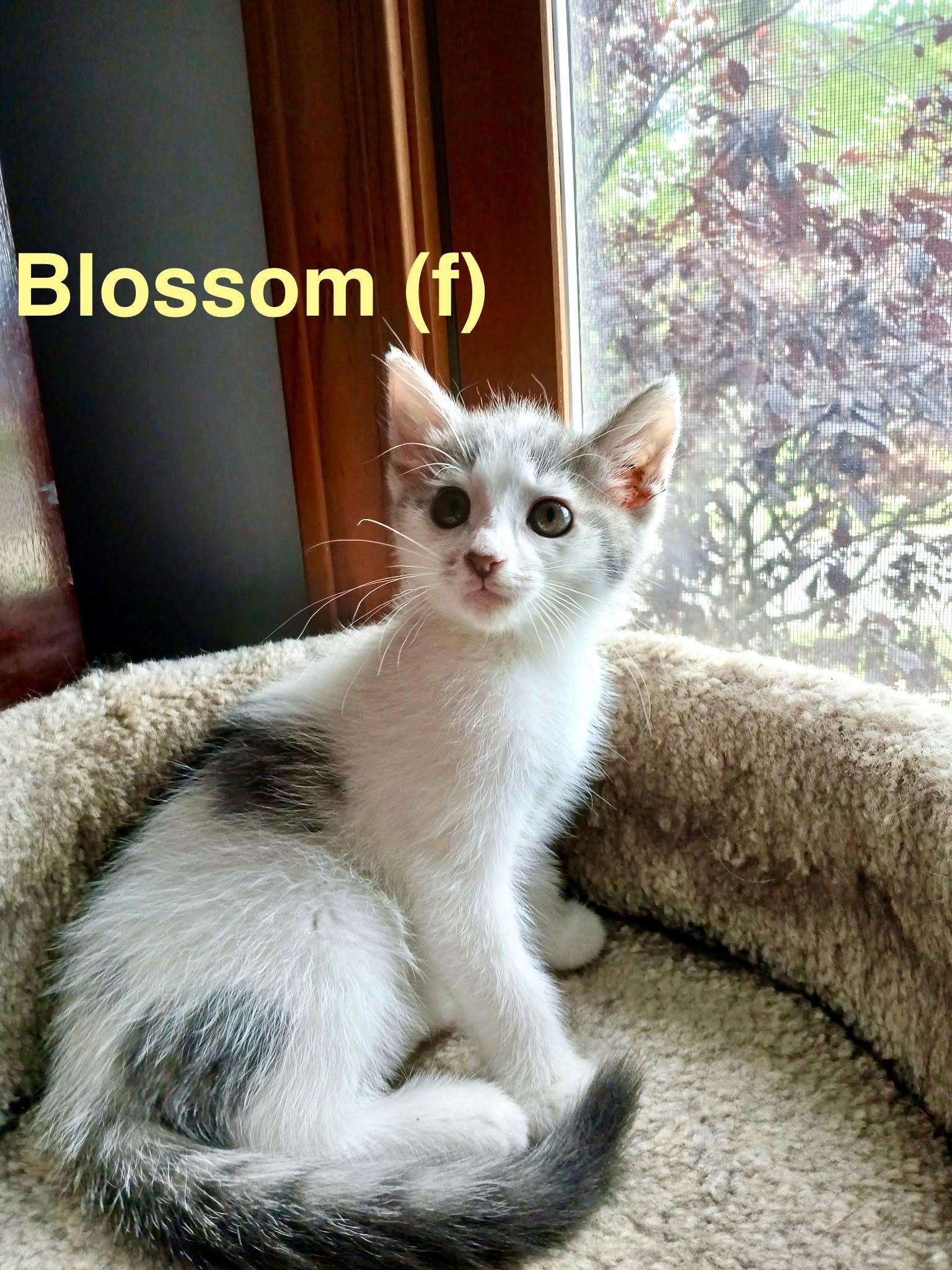 Blossom, Adopted, Young Female Domestic Short Hair.