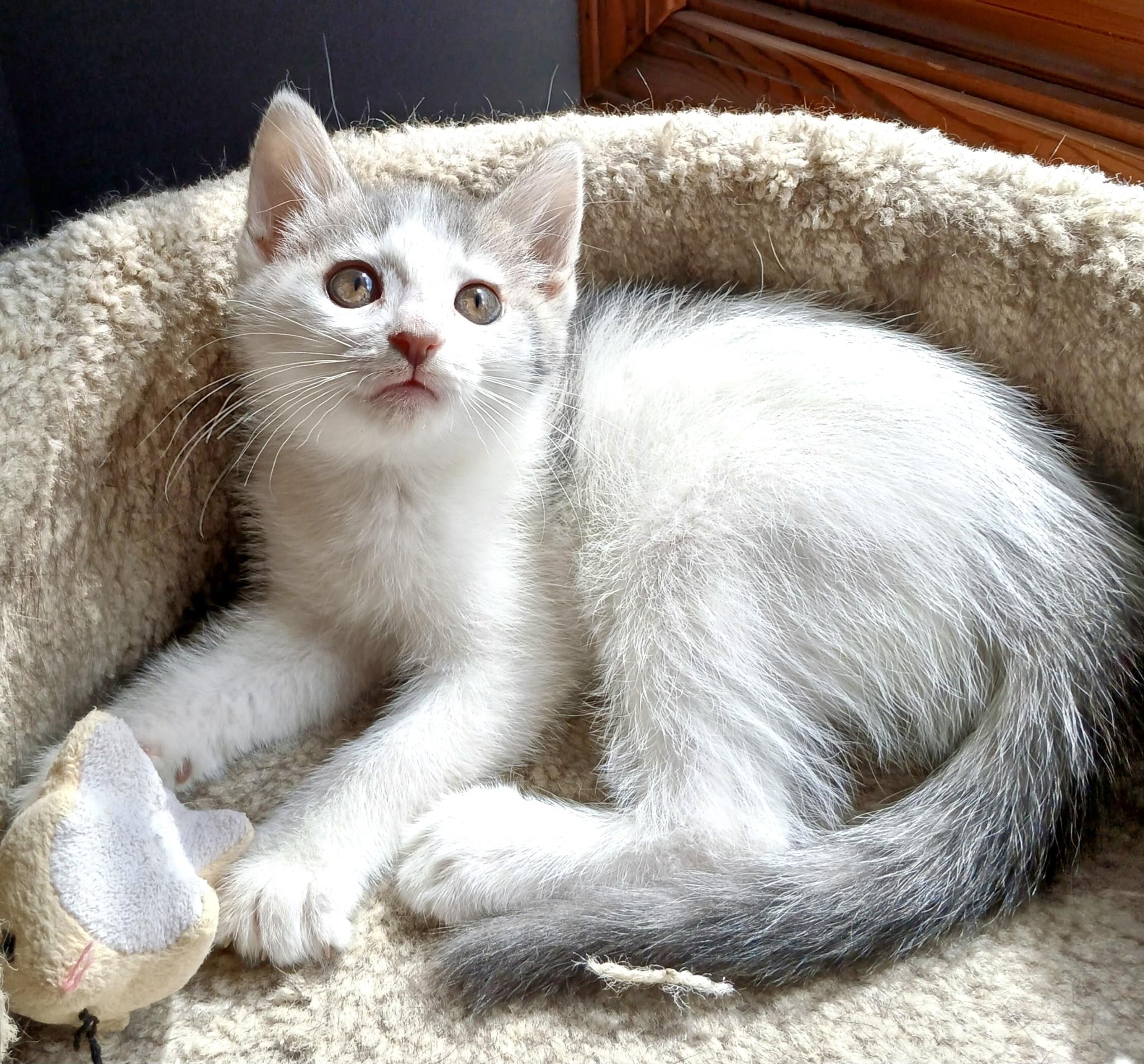 Enlarge Blossom, a Adopted Domestic Short Hair in Norwalk, OH image 5/6