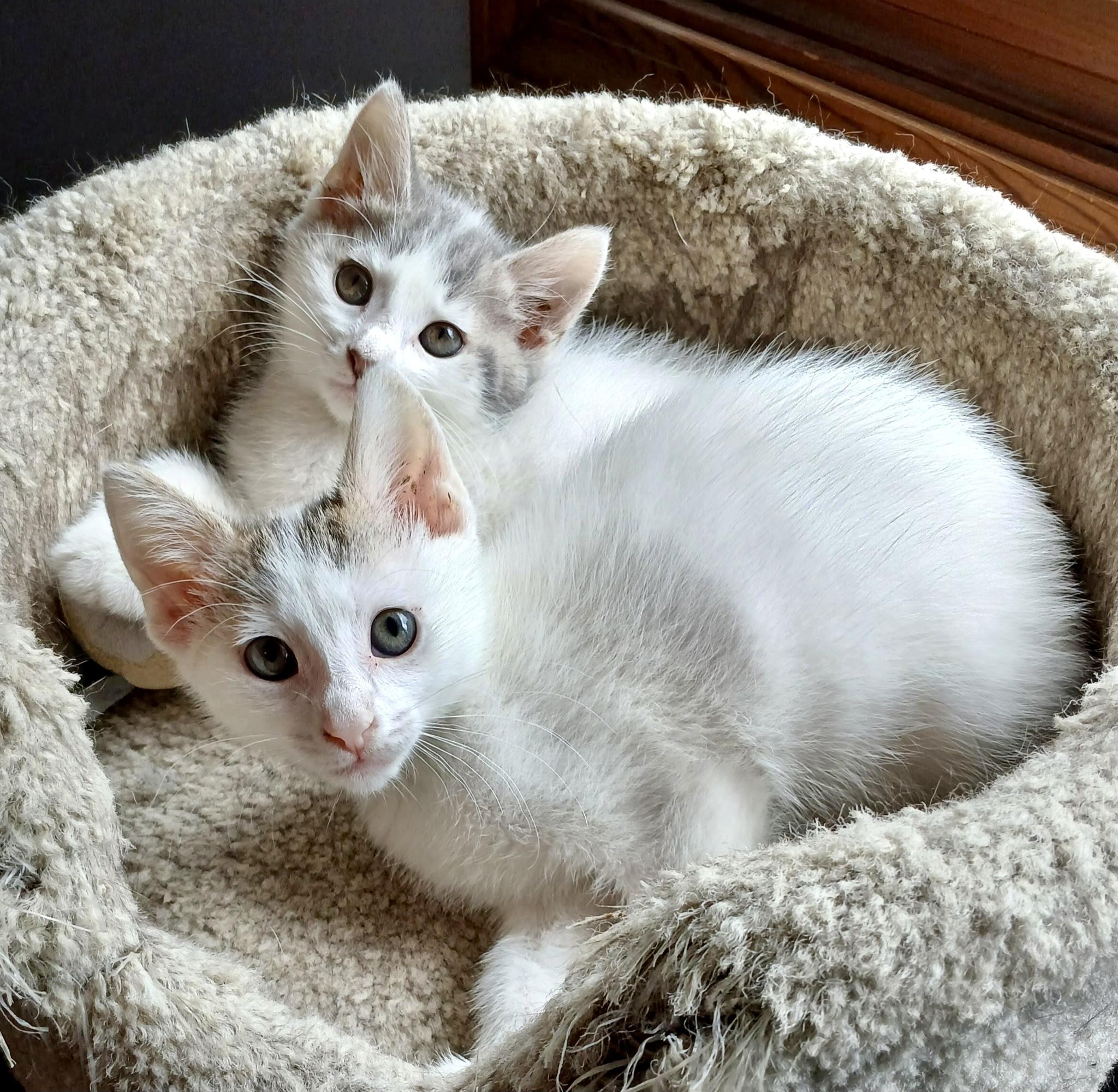 Enlarge Blossom, a Adopted Domestic Short Hair in Norwalk, OH image 6/6