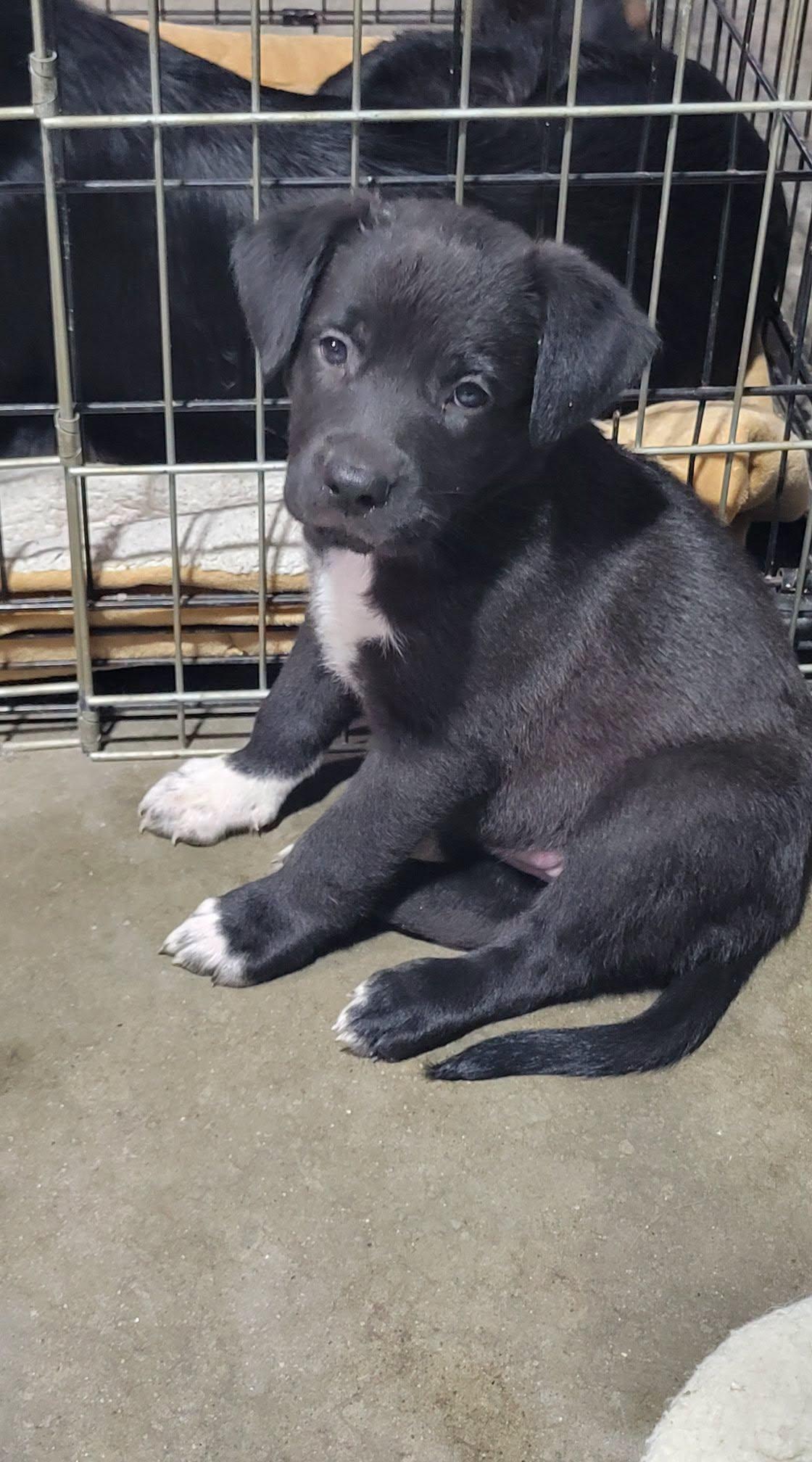Loretta, Adoptable, Puppy Female Australian Shepherd.
