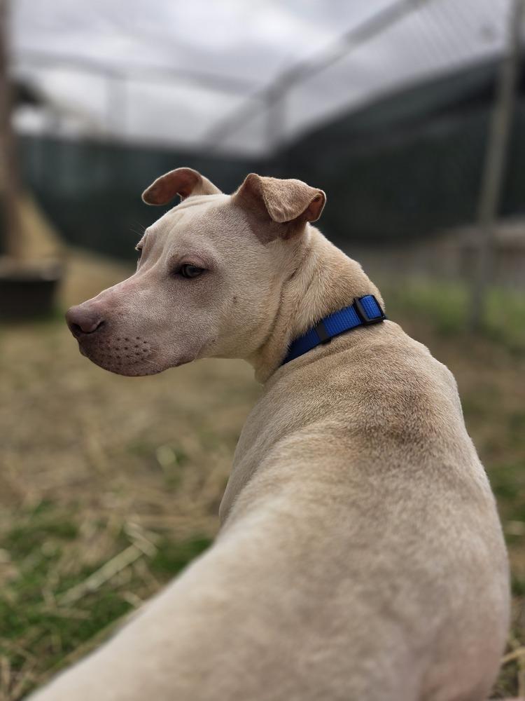 Lumpre, Adoptable, Puppy Male Pit Bull Terrier.