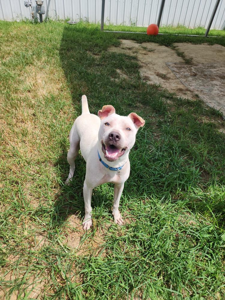 Enlarge Lumpre, a Adoptable Pit Bull Terrier in Evansville, IN image 2/6