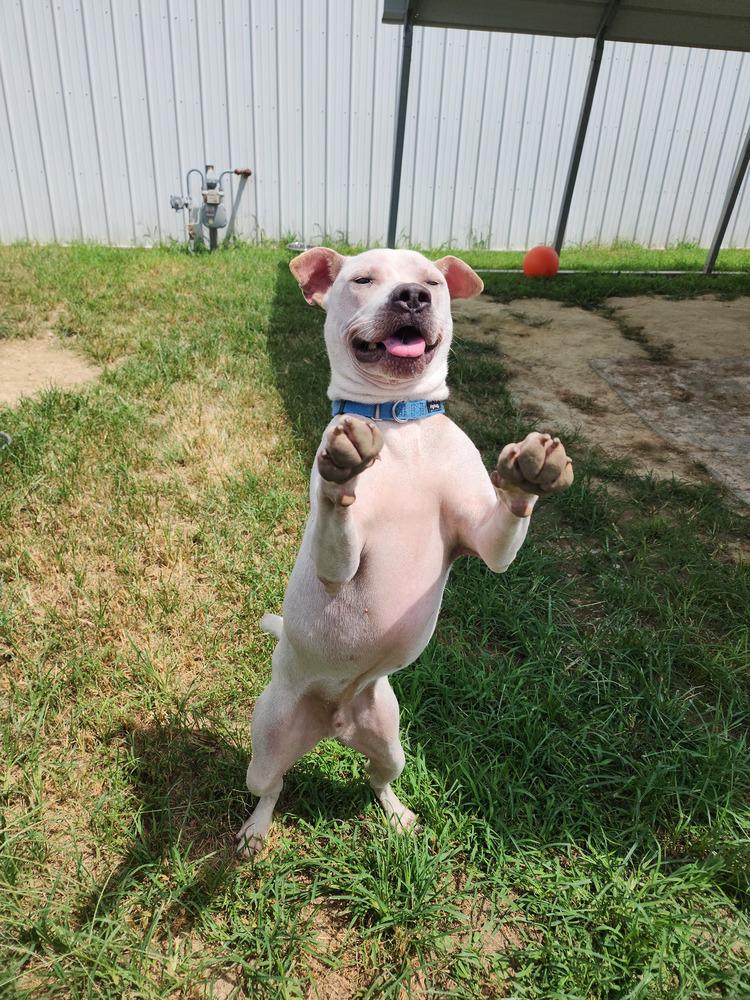 Enlarge Lumpre, a Adoptable Pit Bull Terrier in Evansville, IN image 3/6