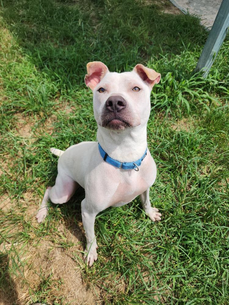 Enlarge Lumpre, a Adoptable Pit Bull Terrier in Evansville, IN image 4/6