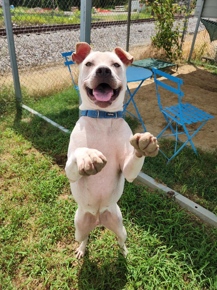Enlarge Lumpre, a Adoptable Pit Bull Terrier in Evansville, IN image 5/6