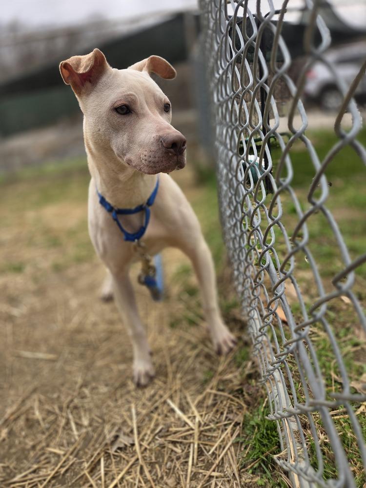 Enlarge Lumpre, a Adoptable Pit Bull Terrier in Evansville, IN image 6/6