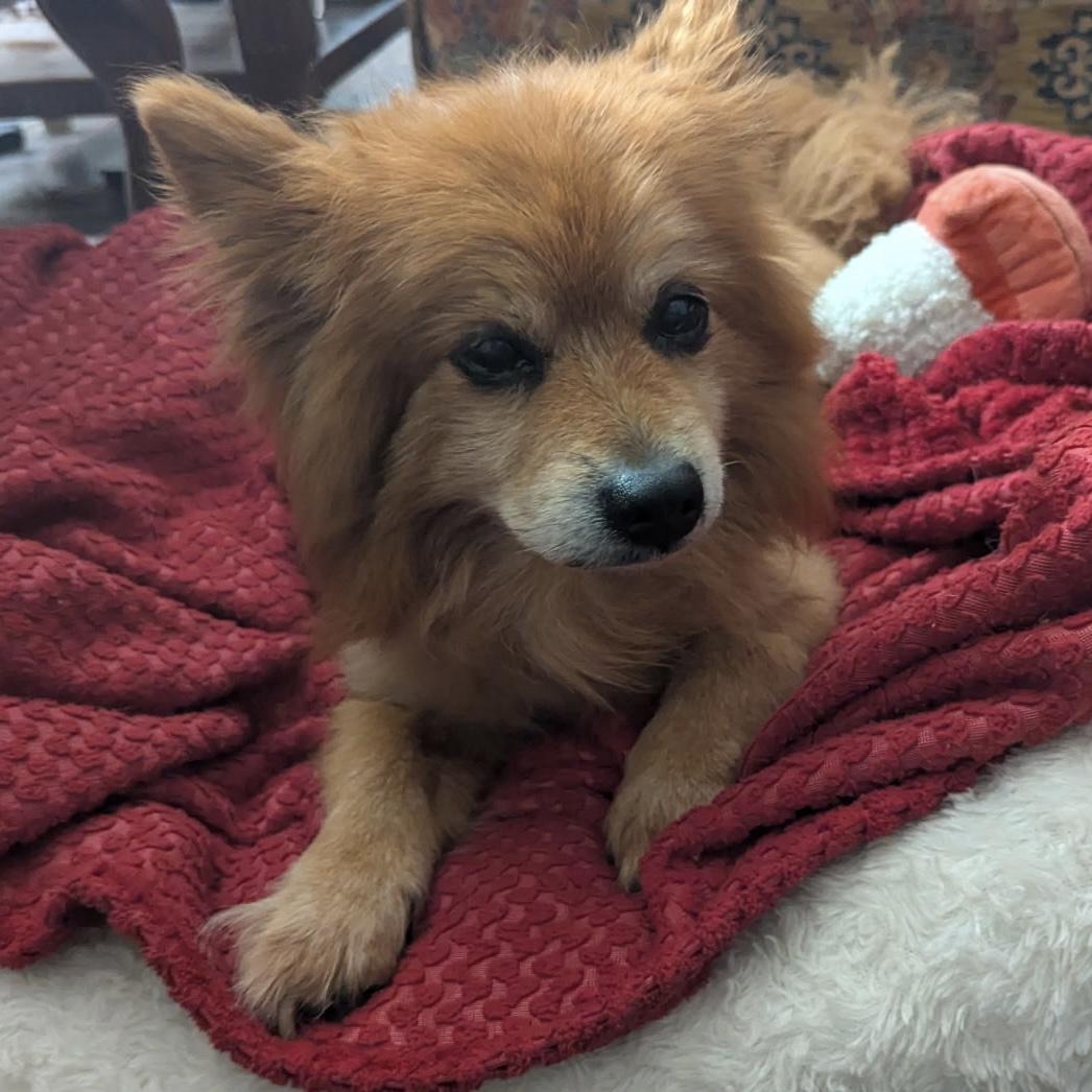 Koby, Adoptable, Senior Male Pomeranian.
