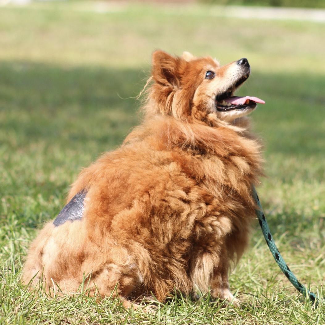 Enlarge Koby, a Adoptable mixed breed in Smithtown, NY image 5/6