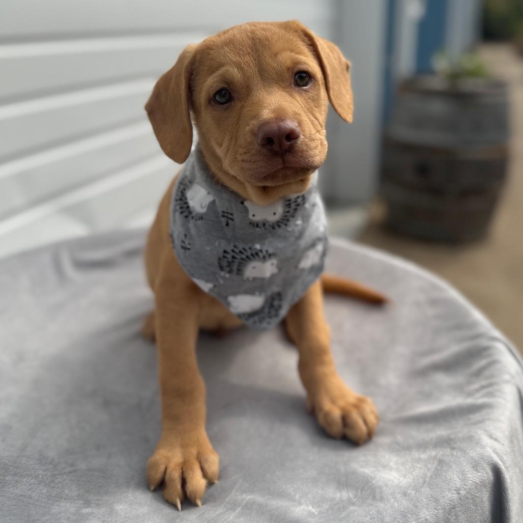 Enzo, Adoptable, Puppy Male Pit Bull Terrier & Mixed Breed.