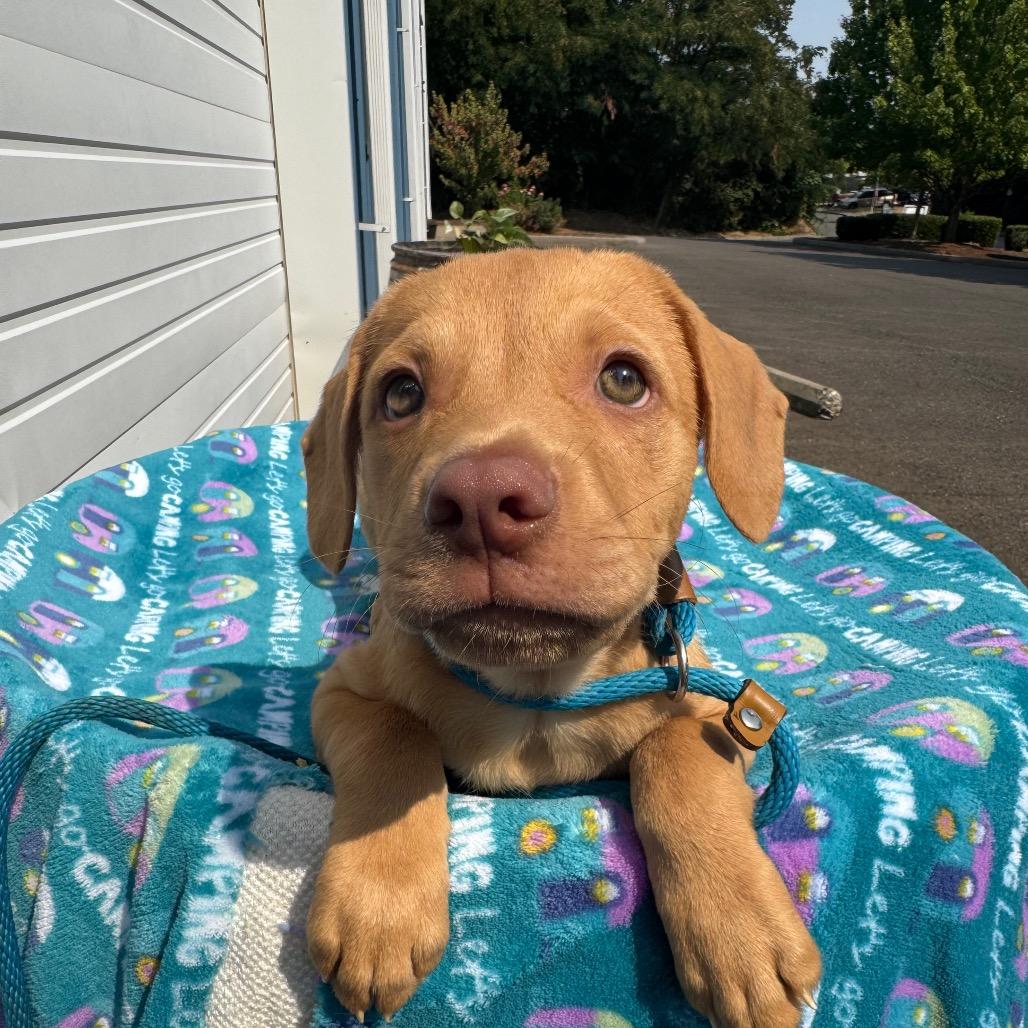 Enzo, a Adoptable mixed breed in Newberg, OR image 2/6