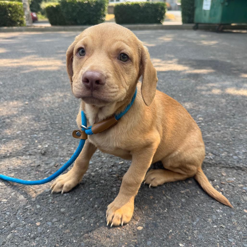 Enzo, a Adoptable mixed breed in Newberg, OR image 3/6