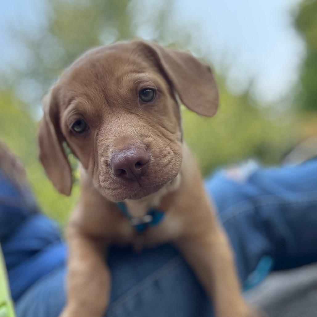 Enzo, a Adoptable mixed breed in Newberg, OR image 4/6