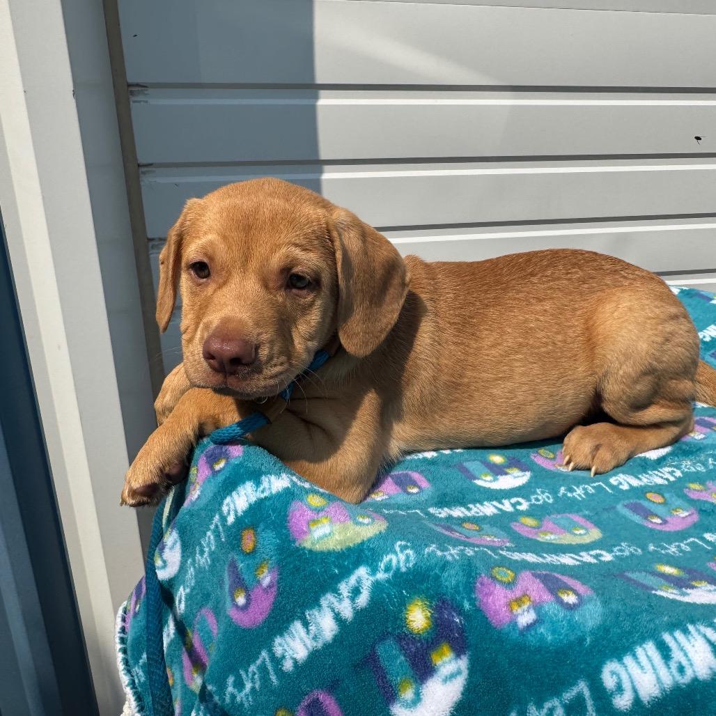 Enzo, a Adoptable mixed breed in Newberg, OR image 5/6