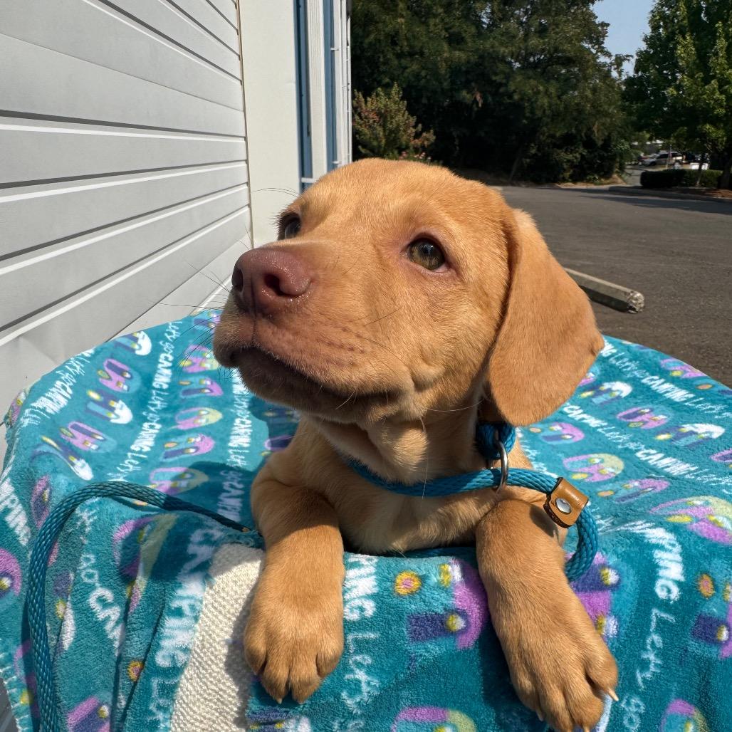 Enzo, a Adoptable mixed breed in Newberg, OR image 6/6