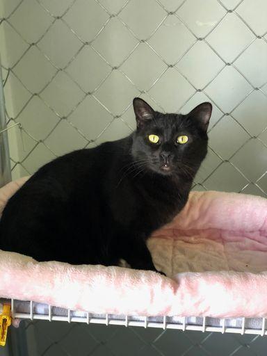 Enlarge Moonie, a Adoptable Domestic Short Hair in McPherson, KS image 1/5