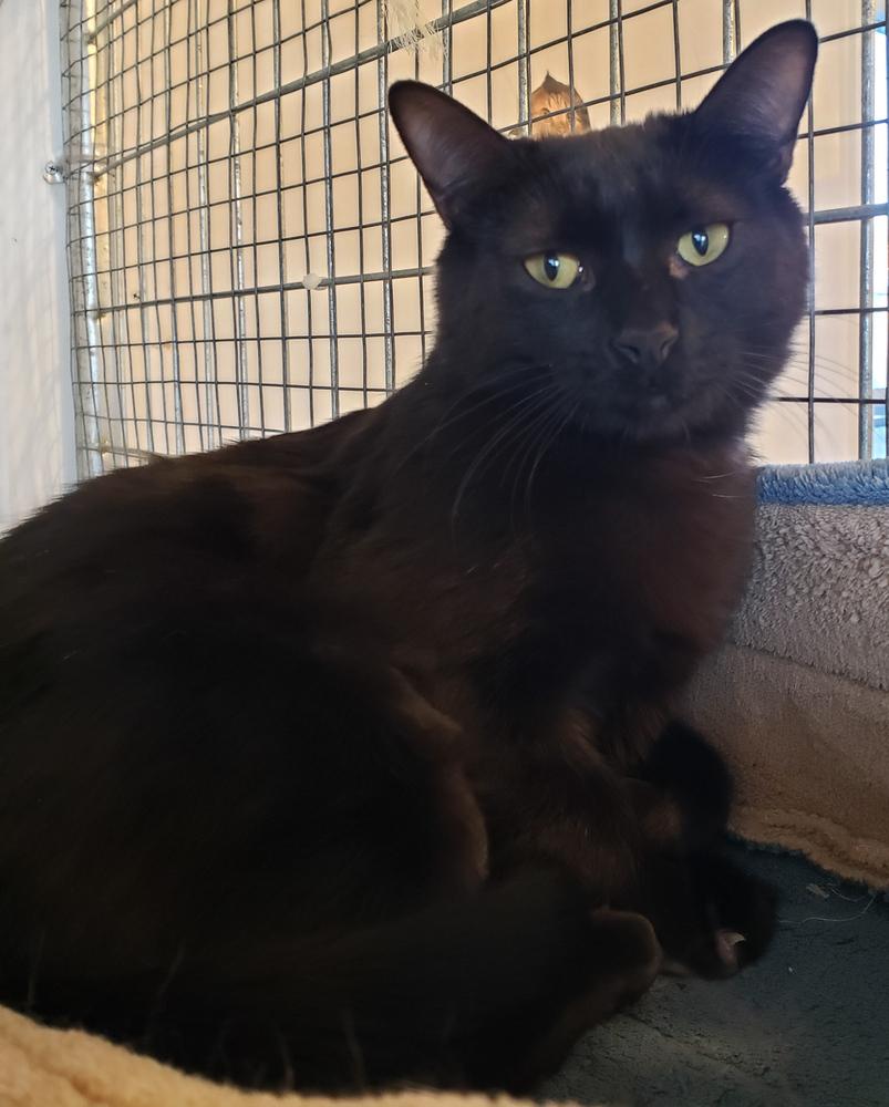 Enlarge Moonie, a Adoptable Domestic Short Hair in McPherson, KS image 2/5