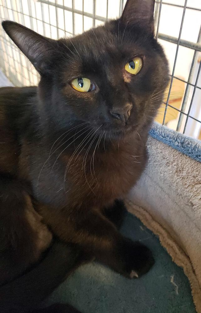 Enlarge Moonie, a Adoptable Domestic Short Hair in McPherson, KS image 3/5