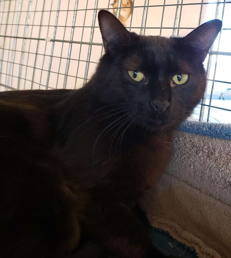 Enlarge Moonie, a Adoptable Domestic Short Hair in McPherson, KS image 5/5