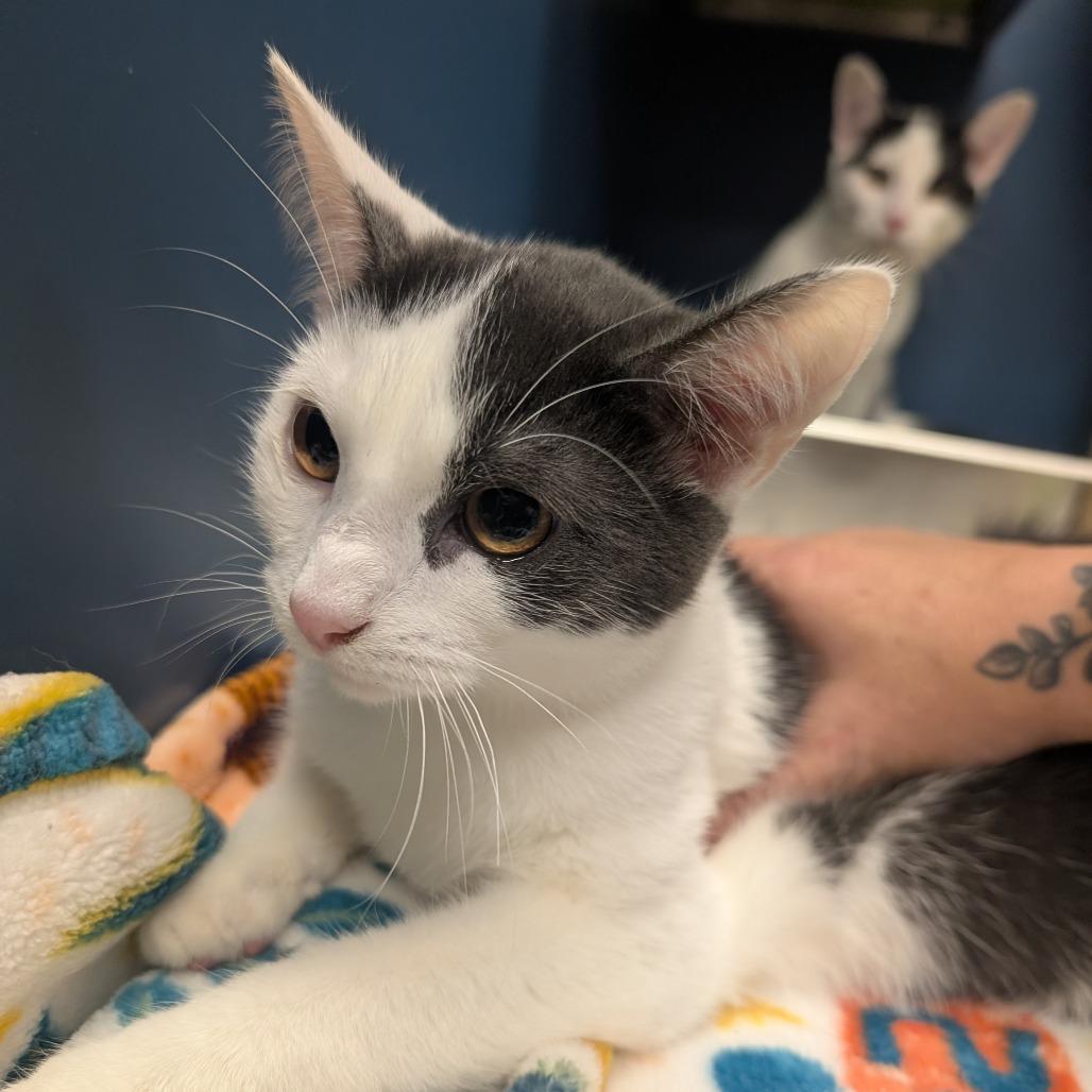 Georgia, Adoptable, Young Female Domestic Short Hair.