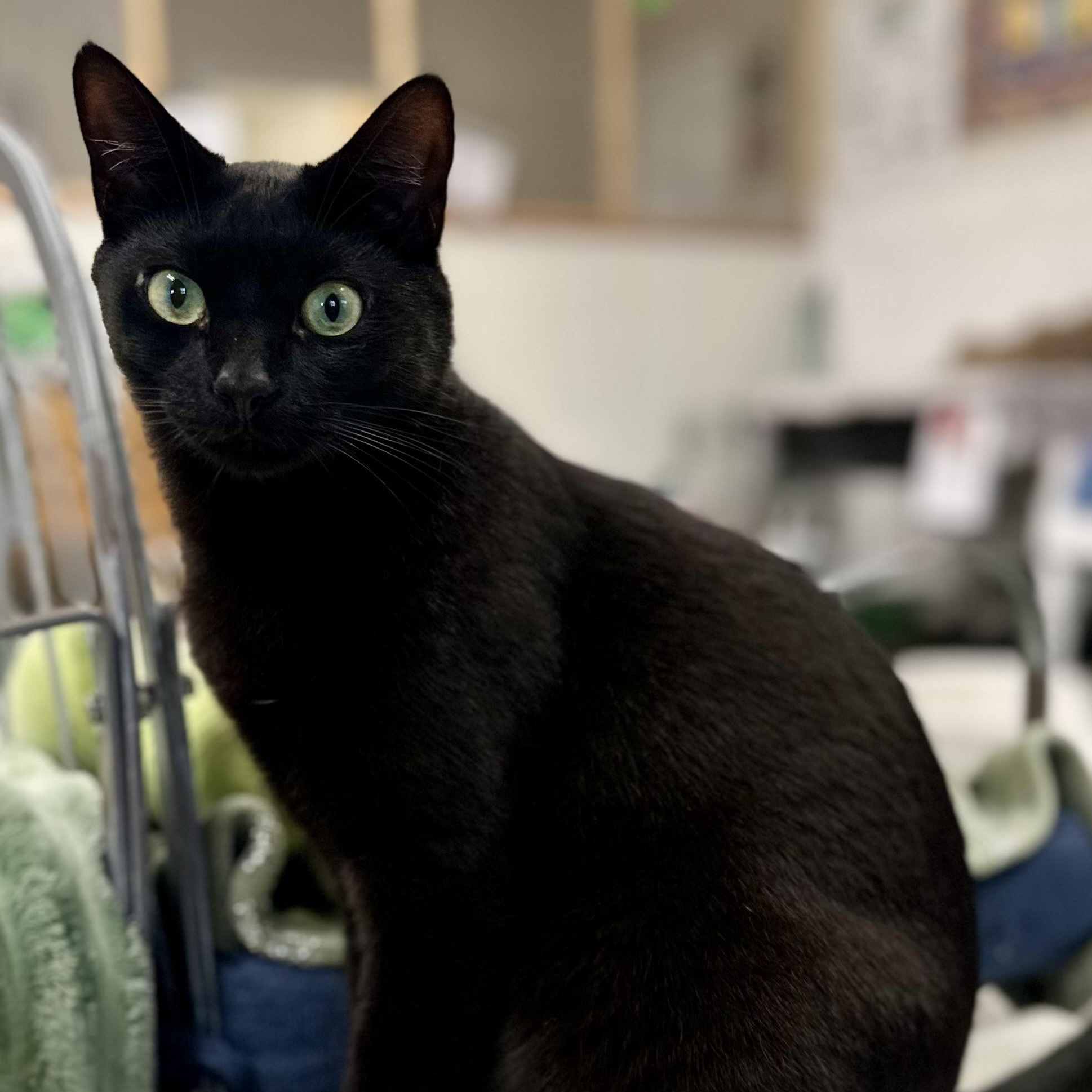 Simon, Adoptable, Adult Male Domestic Short Hair.