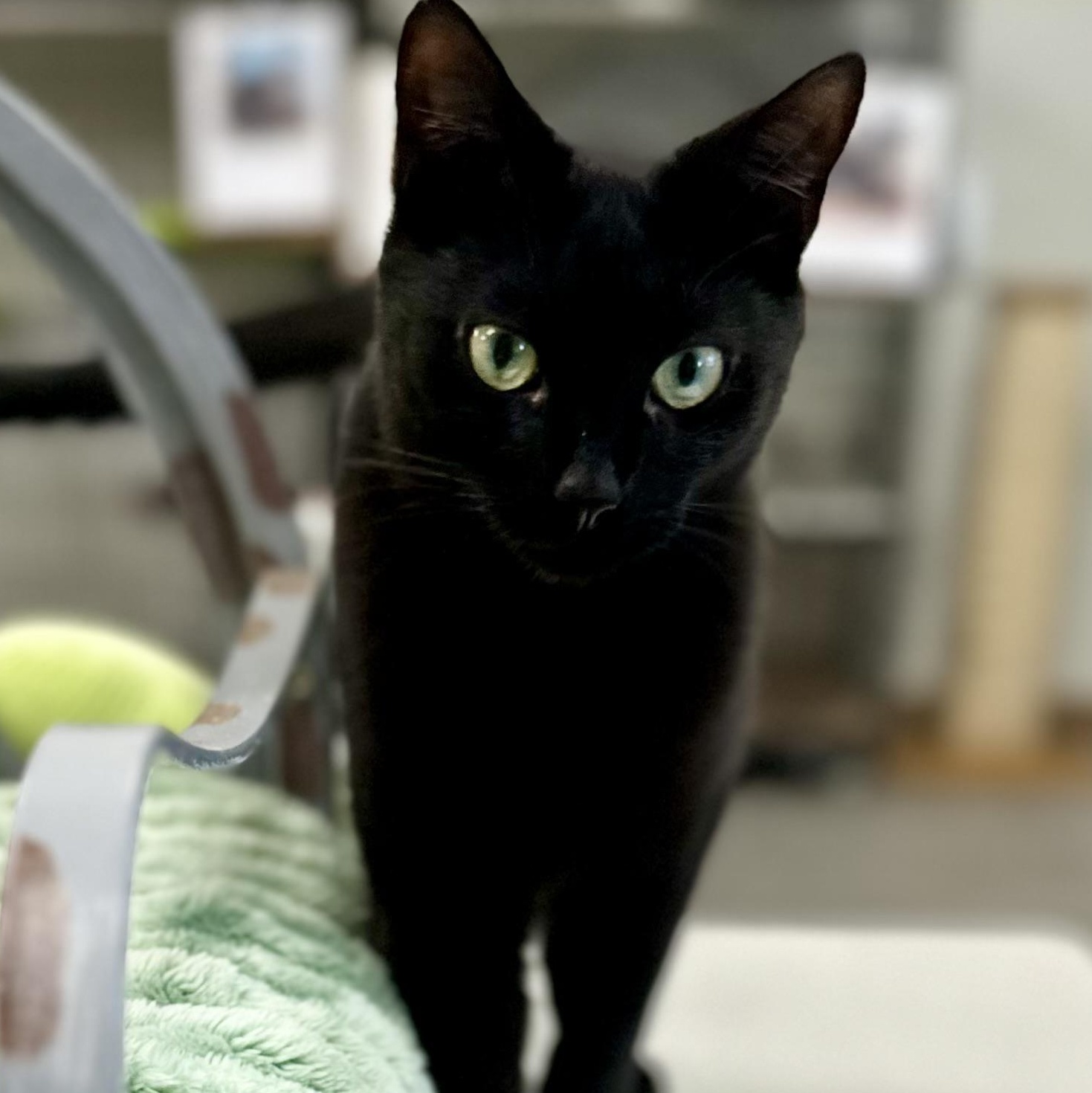 Enlarge Simon, a Adoptable Domestic Short Hair in Jackson, CA image 3/3