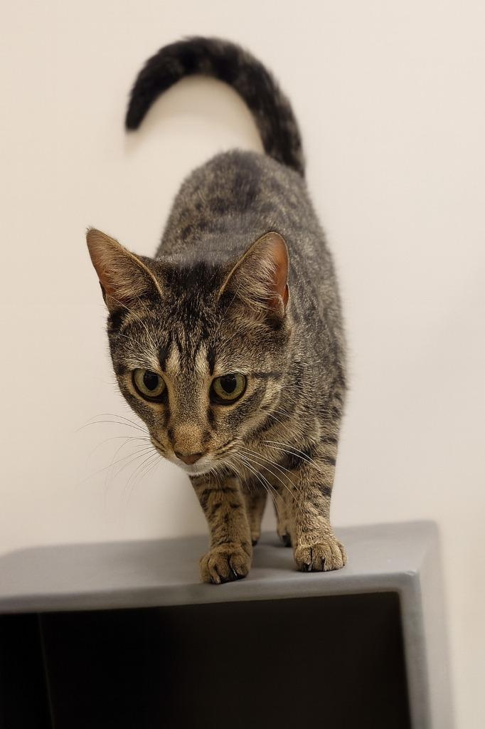 Enlarge Mercy, a Adoptable mixed breed in Hardeeville, SC image 1/1