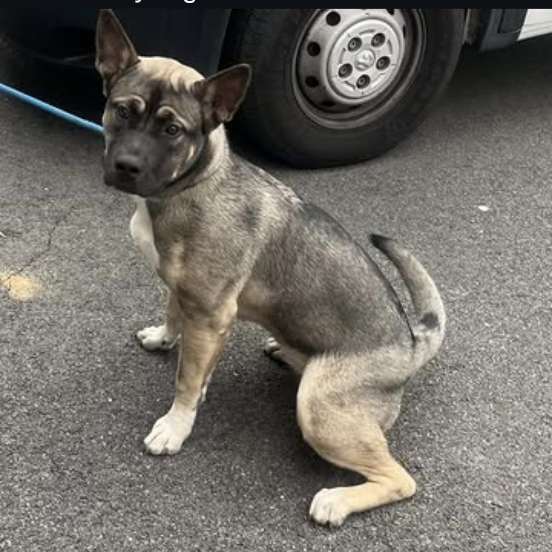 SLOANE (COURTESY POST), Adoptable, Young Female German Shepherd Dog & Australian Shepherd.