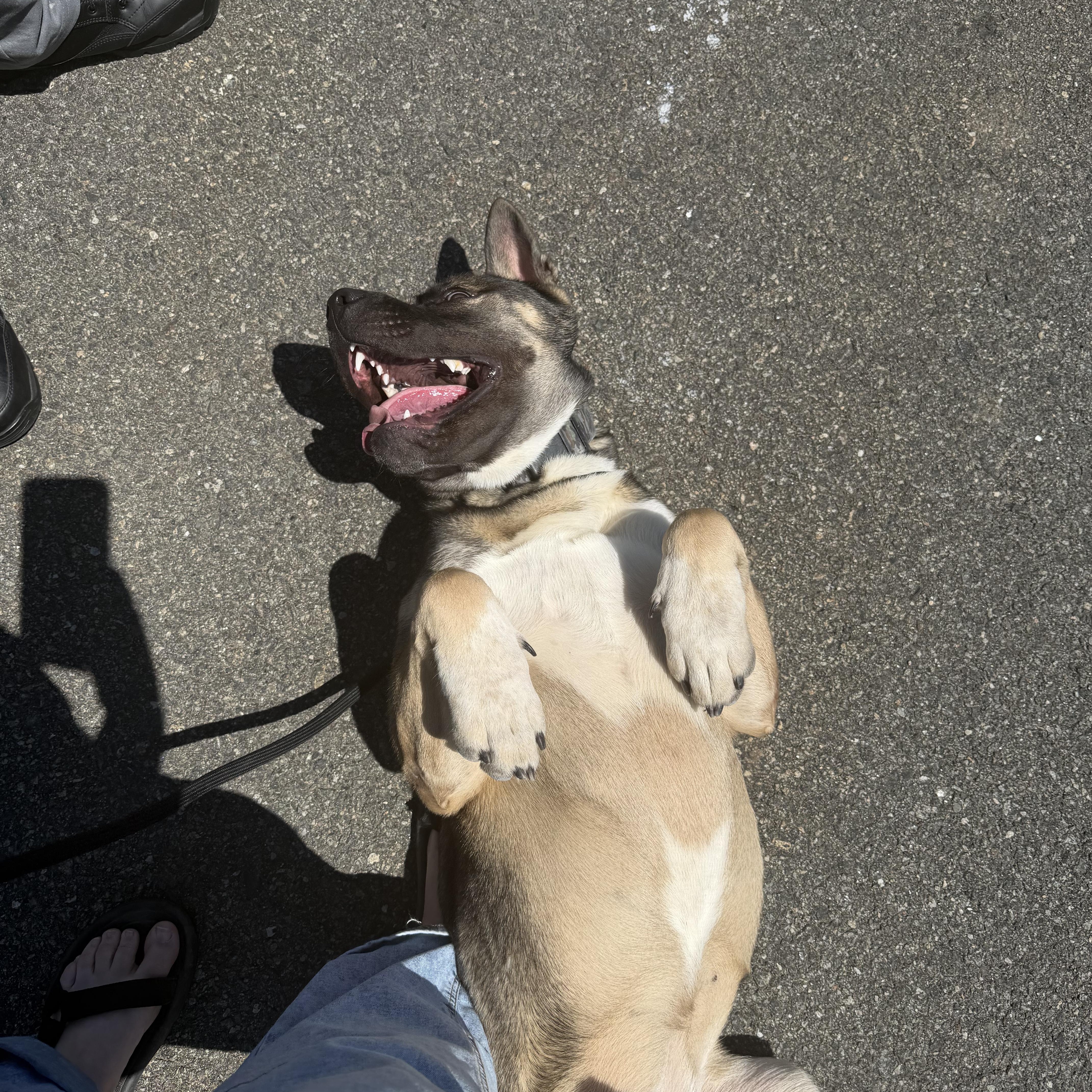 SLOANE (COURTESY POST), a Adoptable mixed breed in Staten Island, NY image 5/5