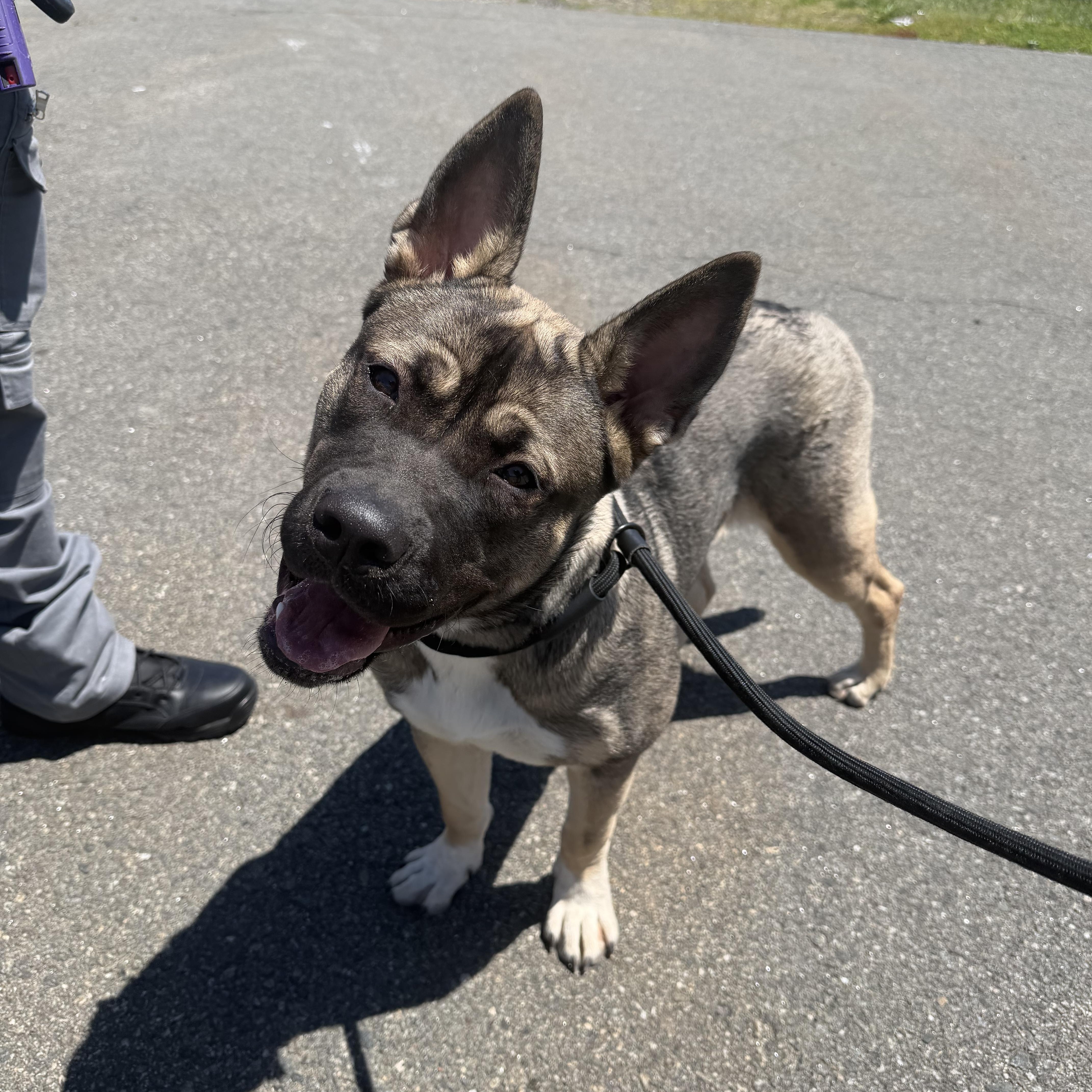 SLOANE (COURTESY POST), a Adoptable mixed breed in Staten Island, NY image 4/5