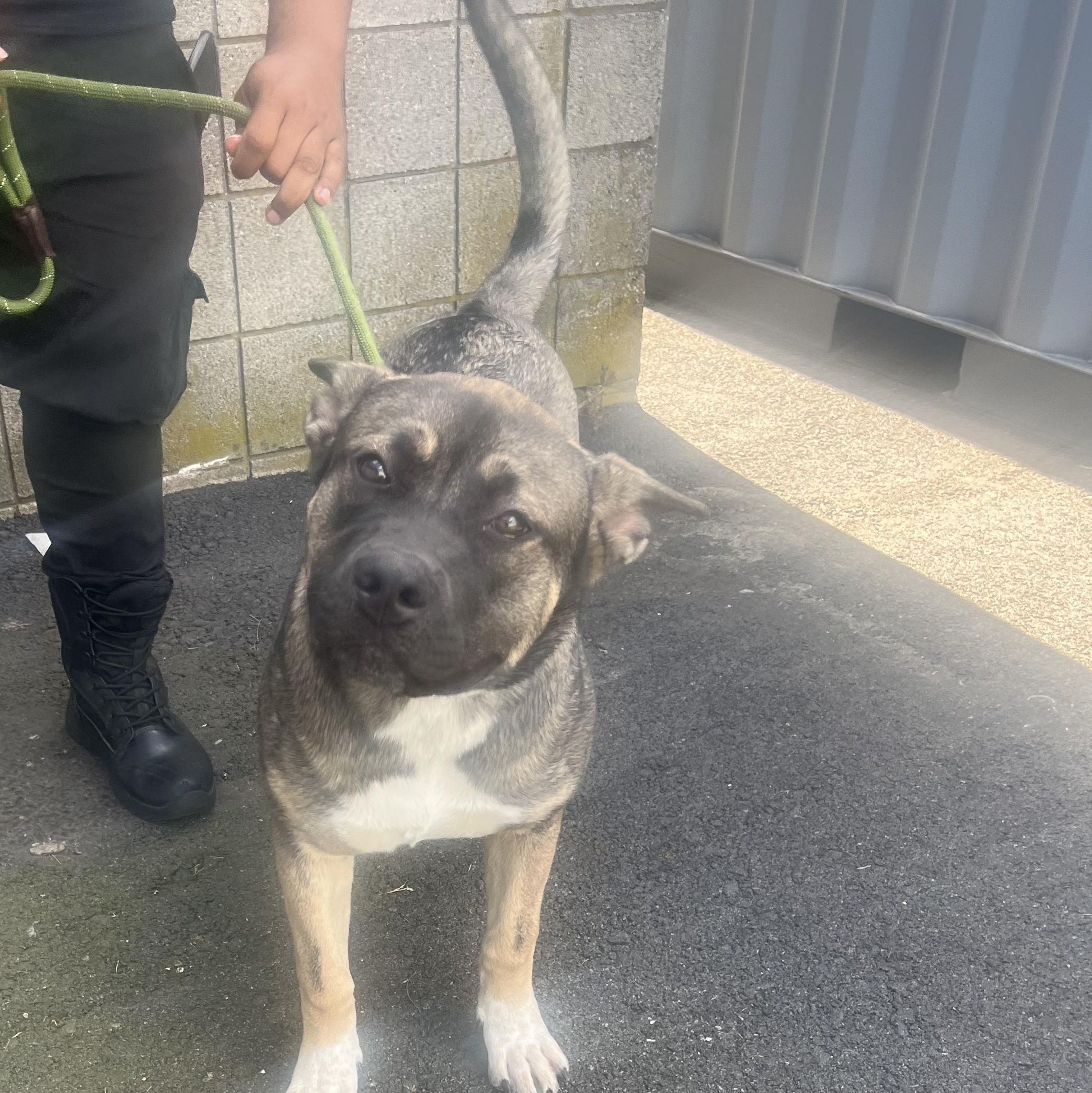 SLOANE (COURTESY POST), a Adoptable mixed breed in Staten Island, NY image 3/5