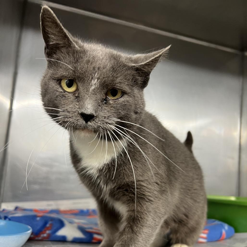 Enlarge Tax Fraud, a Adoptable Domestic Short Hair in Ruckersville, VA image 1/1