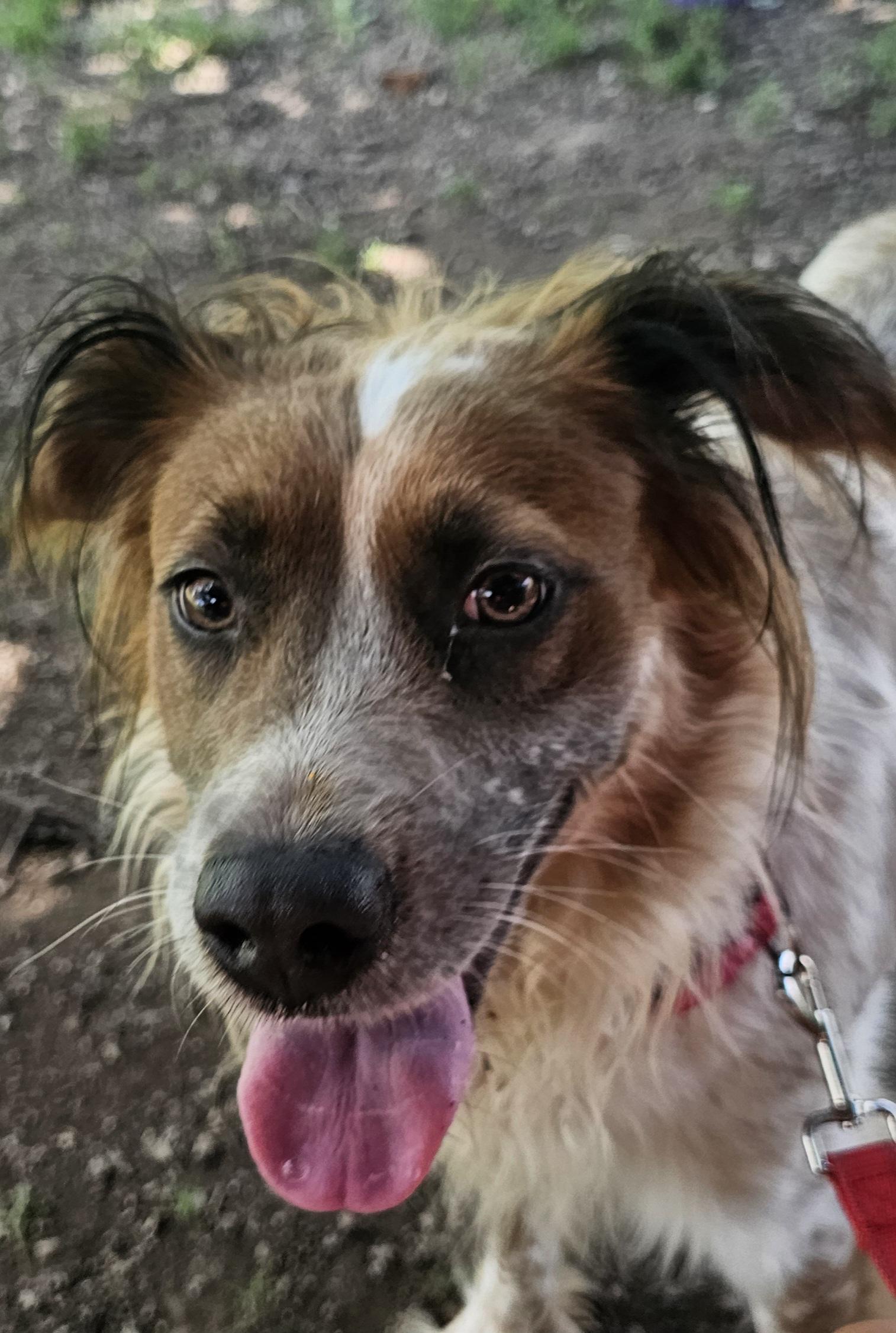 Enlarge Jewel, a Adopted mixed breed in Lexington, KY image 3/5