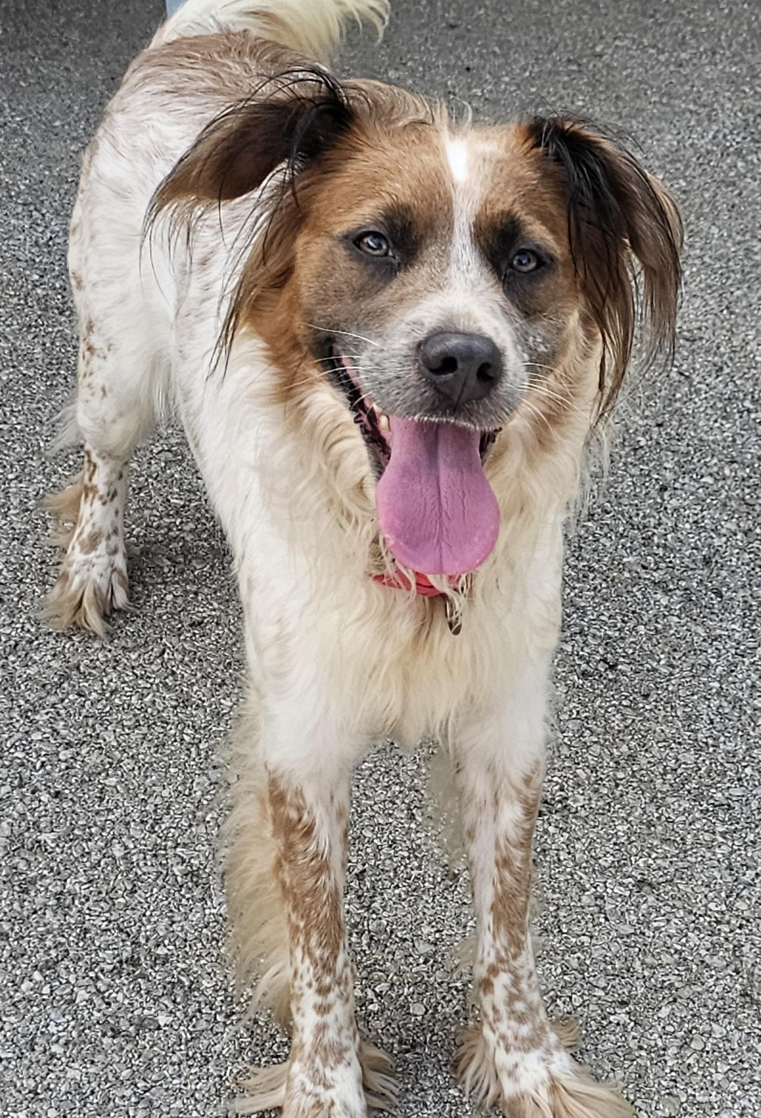 Enlarge Jewel, a Adopted mixed breed in Lexington, KY image 4/5