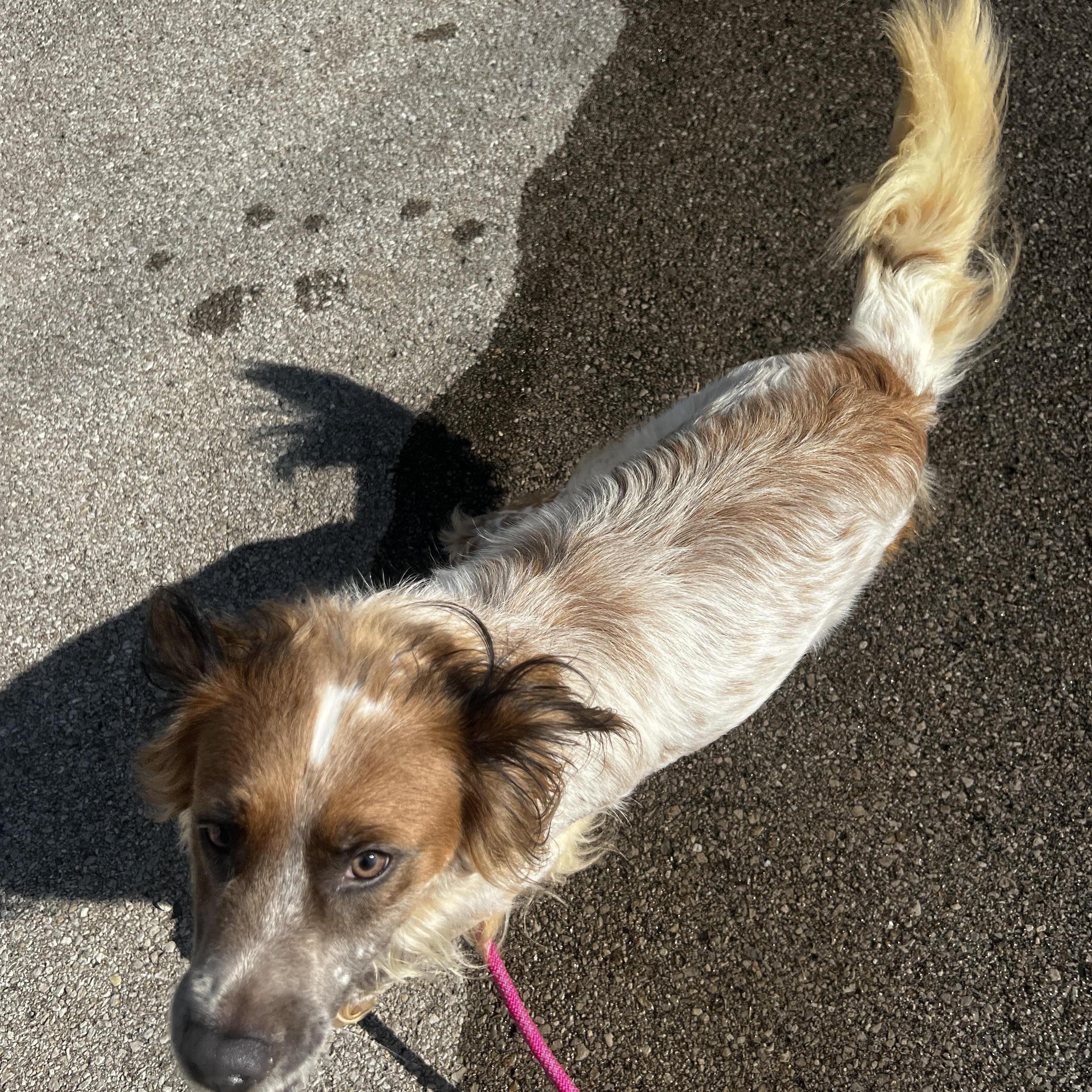 Enlarge Jewel, a Adopted mixed breed in Lexington, KY image 5/5